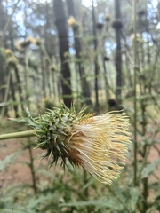 Cirsium subcoriaceum