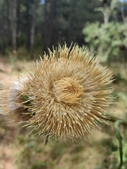 Cirsium subcoriaceum