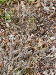 Luzula rufa albicomans