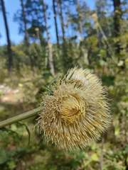 Cirsium subcoriaceum