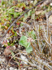 Luzula rufa albicomans