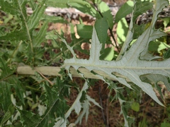 Cirsium subcoriaceum