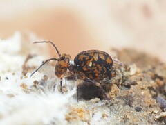 Ptenothrix