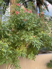 Tecoma