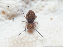 Ptenothrix