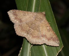 Ericeia subcinerea