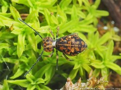 Ptenothrix