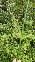Juncus pallidus