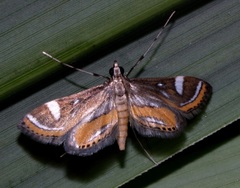 Strepsinoma croesusalis