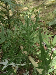 Cirsium subcoriaceum