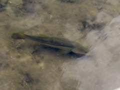 Centropomus undecimalis