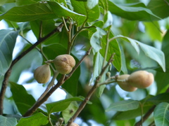 Aglaia lawii