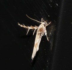 Stathmopoda stimulata