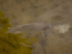 Sarotherodon melanotheron