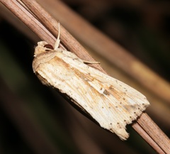 Mythimna decisissima