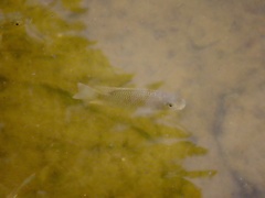 Sarotherodon melanotheron