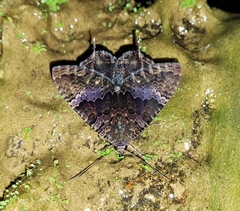Coronidia evenus