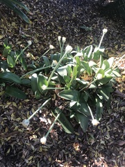 Haemanthus albiflos