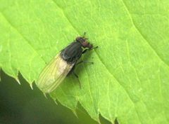 Minettia longipennis