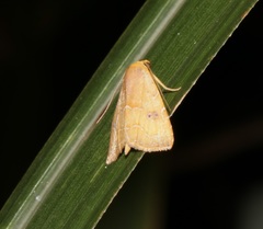 Rivula inconspicua
