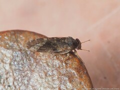 Pachypsylla celtidismamma