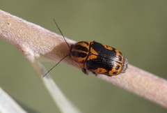 Cryptocephalus castaneus