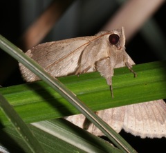Ericeia subcinerea