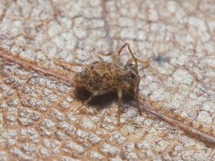 Ptenothrix renateae