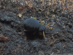 Sminthurinus atrapallidus