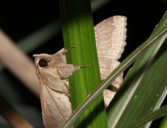 Ericeia subcinerea