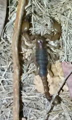 Anuroctonus pococki pococki