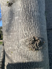 Liriodendron
