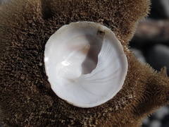 Sigapatella novaezelandiae