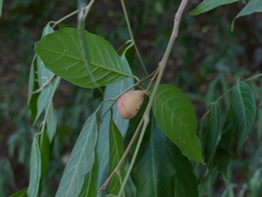 Aglaia lawii