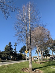 Liriodendron