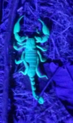 Anuroctonus pococki pococki