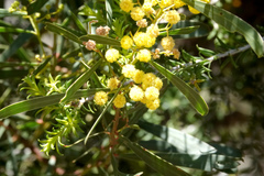 Acacia pycnantha