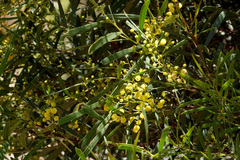 Acacia pycnantha