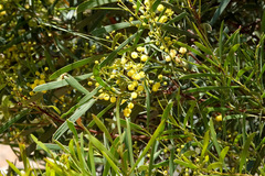 Acacia pycnantha