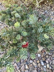 Melaleuca citrina