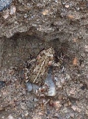 Anaxyrus boreas halophilus