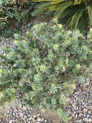 Melaleuca citrina