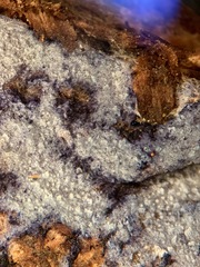 Amaurodon