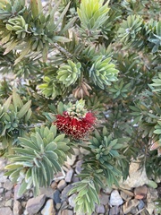 Melaleuca citrina
