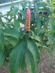 Costus pulverulentus