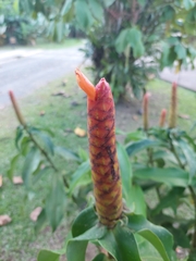 Costus pulverulentus