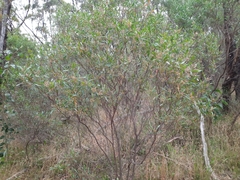Dodonaea viscosa spatulata