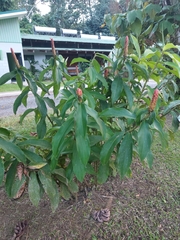 Costus pulverulentus