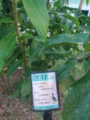 Costus pulverulentus