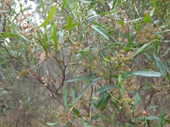 Dodonaea viscosa spatulata